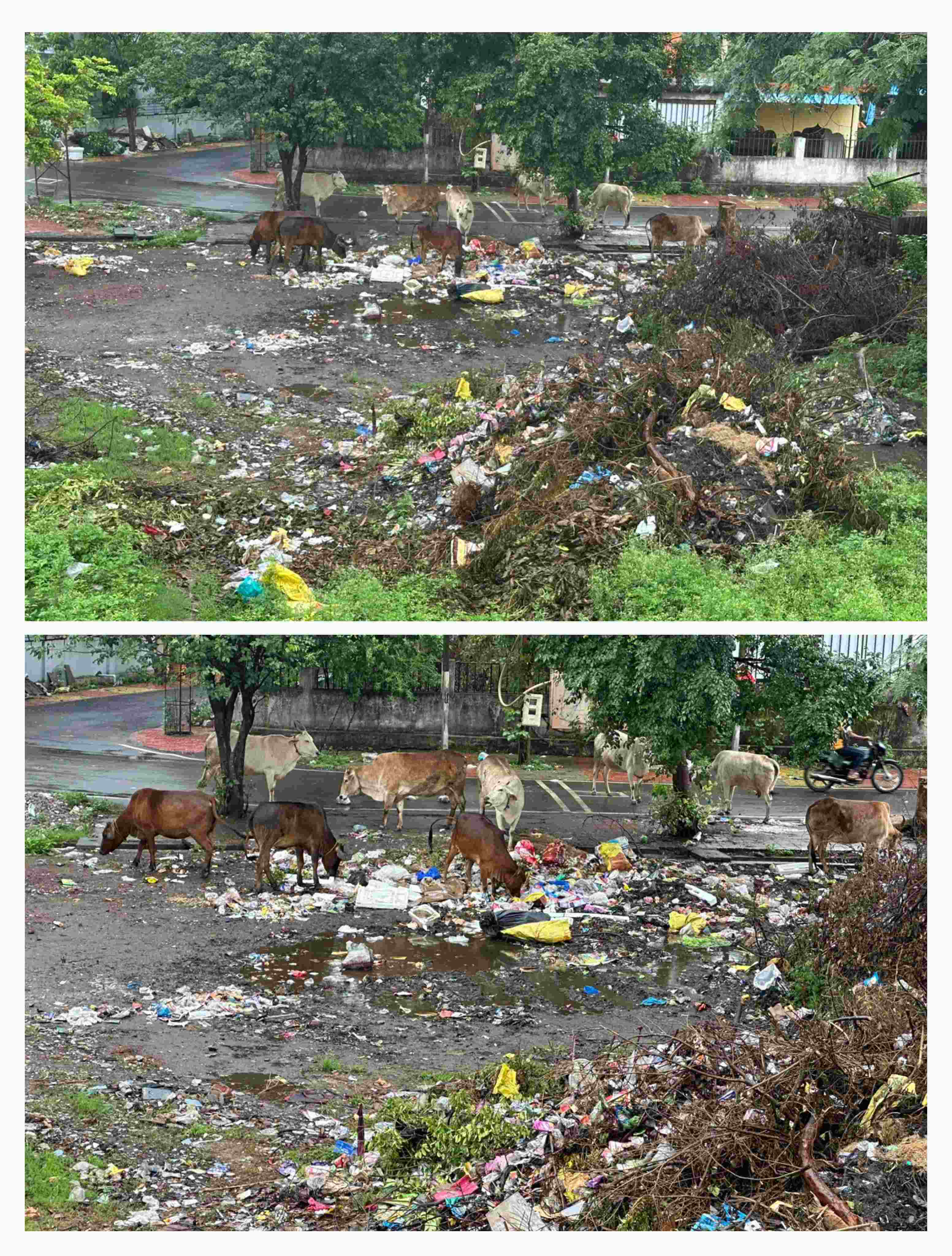 मानस मंदिर परिसर में गंदगी का अंबार, प्रशासन मौन